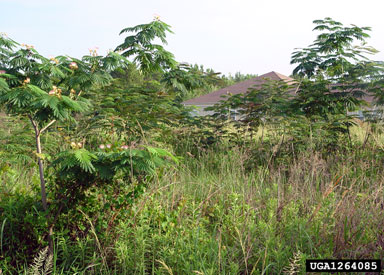 mimosa, Albizia julibrissin  (Fabales: Fabaceae (Leguminosae)) - 1264085