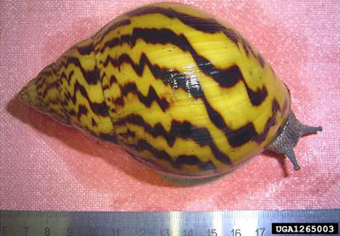 giant Ghana tiger snail, Achatina achatina  (Stylommatophora: Achatinidae) - 1265003