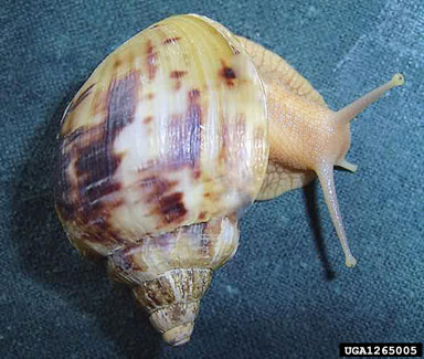 African Land Snail, Achatina albopicta  (Stylommatophora: Achatinidae) - 1265005