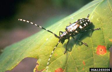 Asian longhorned beetle, Anoplophora glabripennis  (Coleoptera: Cerambycidae) - 1265006