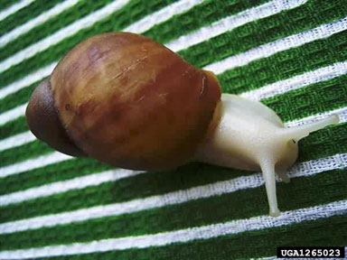 African Land Snail, Archachatina puylaepti  (Stylommatophora: Achatinidae) - 1265023