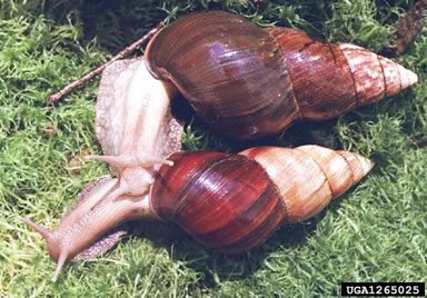 giant East African snail, Achatina fulica  (Stylommatophora: Achatinidae) - 1265025