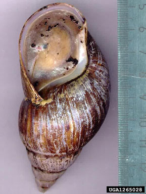 giant East African snail, Achatina fulica  (Stylommatophora: Achatinidae) - 1265028