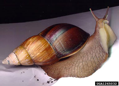 African Land Snail, Achatina glutinosa  (Stylommatophora: Achatinidae) - 1265032