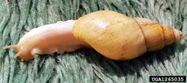 albino land snail, Achatina iredalei  (Stylommatophora: Achatinidae) - 1265035