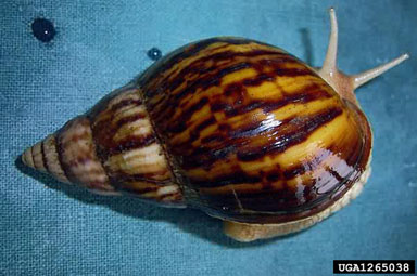 African Land Snail, Achatina panthera  (Stylommatophora: Achatinidae) - 1265038