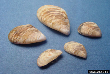zebra mussel, Dreissena polymorpha  (Veneroida: Dreissenidae) - 1265041