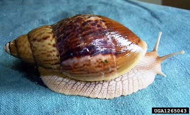 Ugandan pink lip snail, Achatina stuhlmanni  (Stylommatophora: Achatinidae) - 1265043