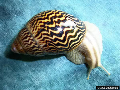 African Land Snail, Achatina varicosa  (Stylommatophora: Achatinidae) - 1265044