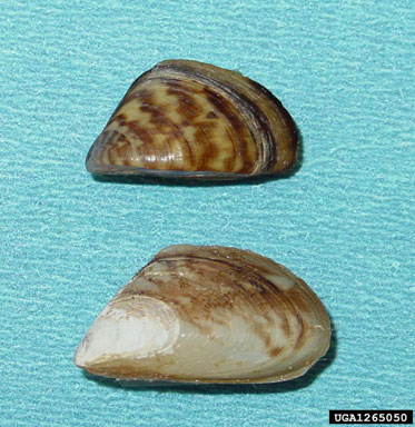 zebra mussel, Dreissena polymorpha  (Veneroida: Dreissenidae) - 1265050