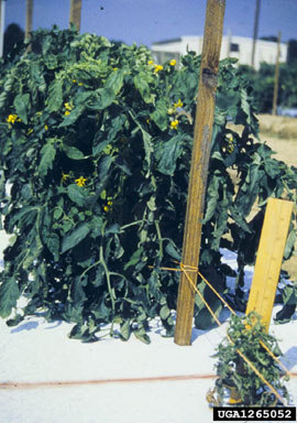 Tomato Yellow Leaf Curl Virus, Begomovirus TYLCV  (Unassigned single stranded DNA viruses: Geminiviridae) - 1265052