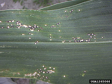 eye spot, Kabatiella zeae  (Incertae sedis: Incertae sedis) - 1265066