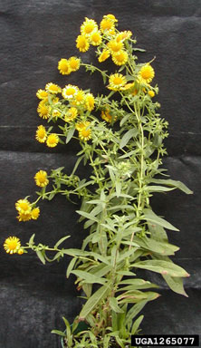 British yellowhead, Inula britannica  (Asterales: Asteraceae) - 1265077