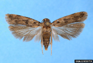 pink bollworm, Pectinophora gossypiella  (Lepidoptera: Gelechiidae) - 1265079
