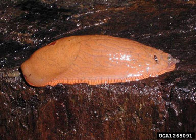 Spanish slug, Arion lusitanicus  (Stylommatophora: Arionidae) - 1265091