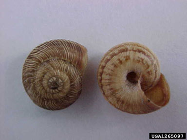 snail, Cernuella cisalpina  (Stylommatophora: Hygromiidae) - 1265097