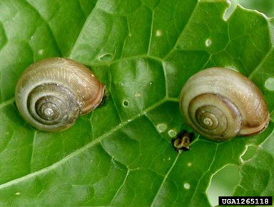 Cartusian snail, Monacha cartusiana  (Stylommatophora: Hygromiidae) - 1265118