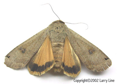 large yellow underwing, Noctua pronuba  (Lepidoptera: Noctuidae) - 1265121