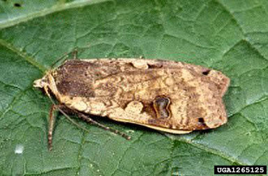 large yellow underwing, Noctua pronuba  (Lepidoptera: Noctuidae) - 1265125