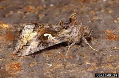silver Y moth, Autographa gamma  (Lepidoptera: Noctuidae) - 1265128