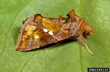tomato looper, Chrysodeixis chalcites  (Lepidoptera: Noctuidae) - 1265133