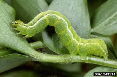 tomato looper, Chrysodeixis chalcites  (Lepidoptera: Noctuidae) - 1265134