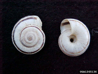 heath snail, Xerolenta obvia  (Stylommatophora: Hygromiidae) - 1265136