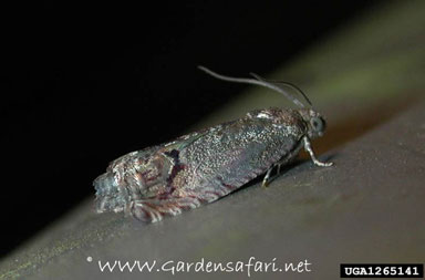 nut fruit tortix, Cydia splendana  (Lepidoptera: Tortricidae) - 1265141