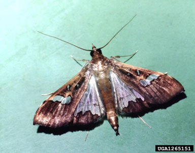 legume pod borer, Maruca vitrata  (Lepidoptera: Crambidae) - 1265151
