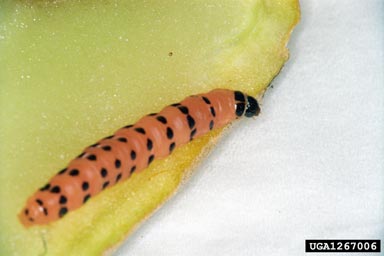 prickly pear moth, Cactoblastis cactorum  (Lepidoptera: Pyralidae) - 1267006