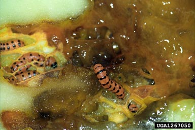 prickly pear moth, Cactoblastis cactorum  (Lepidoptera: Pyralidae) - 1267050