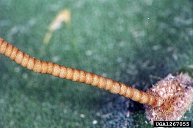 prickly pear moth, Cactoblastis cactorum  (Lepidoptera: Pyralidae) - 1267055