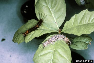 rosy gypsy moth, Lymantria mathura  (Lepidoptera: Lymantriidae) - 1267114