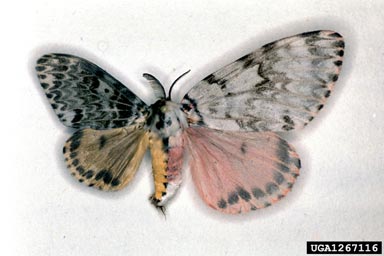 rosy gypsy moth, Lymantria mathura  (Lepidoptera: Lymantriidae) - 1267116