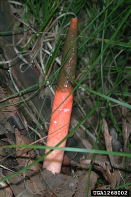 dog stinkhorn, Mutinus caninus  (Phallales: Phallaceae) - 1268002