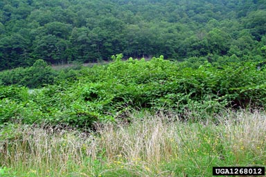Japanese knotweed, Fallopia japonica  (Polygonales: Polygonaceae) - 1268012