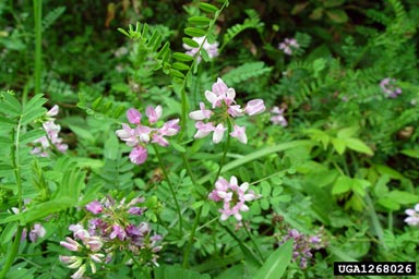 crownvetch, Securigera varia  (Fabales: Fabaceae (Leguminosae)) - 1268026