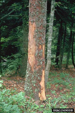 great spruce bark beetle (Dendroctonus micans ) on Norway spruce (Picea abies ) - 1269008