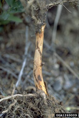 bark beetle (Hylastes cunicularius ) on Norway spruce (Picea abies ) - 1269009