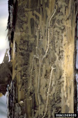six-spined engraver beetle (Ips sexdentatus ) on Scots pine (Pinus sylvestris ) - 1269020