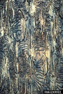 European spruce bark beetle (Ips typographus ) on Norway spruce (Picea abies ) - 1269022