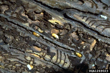 European spruce bark beetle (Ips typographus ) on Norway spruce (Picea abies ) - 1269023