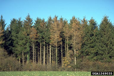 six-toothed spruce bark beetle (Pityogenes chalcographus ) on Norway spruce (Picea abies ) - 1269035