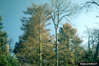 silver fir bark beetle (Pityokteines curvidens ) on silver fir (Abies alba ) - 1269037