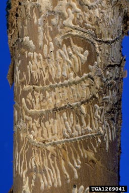 European fir engraver beetle (Pityokteines vorontzowi ) on silver fir (Abies alba ) - 1269041