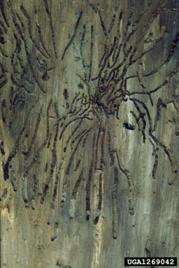 small spruce bark beetle (Polygraphus poligraphus ) on Norway spruce (Picea abies ) - 1269042