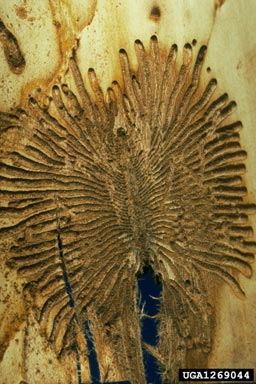 smaller European elm bark beetle (Scolytus multistriatus ) on wych elm (Ulmus glabra ) - 1269044