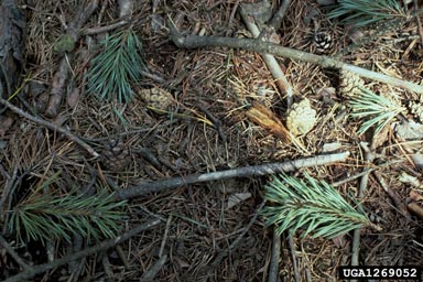 lesser pine shoot beetle (Tomicus minor ) on Scots pine (Pinus sylvestris ) - 1269052