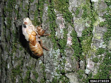 periodical cicada, Magicicada septendecim  (Hemiptera: Cicadidae) - 1274020