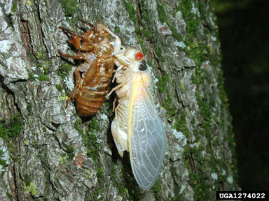periodical cicada, Magicicada septendecim  (Hemiptera: Cicadidae) - 1274022